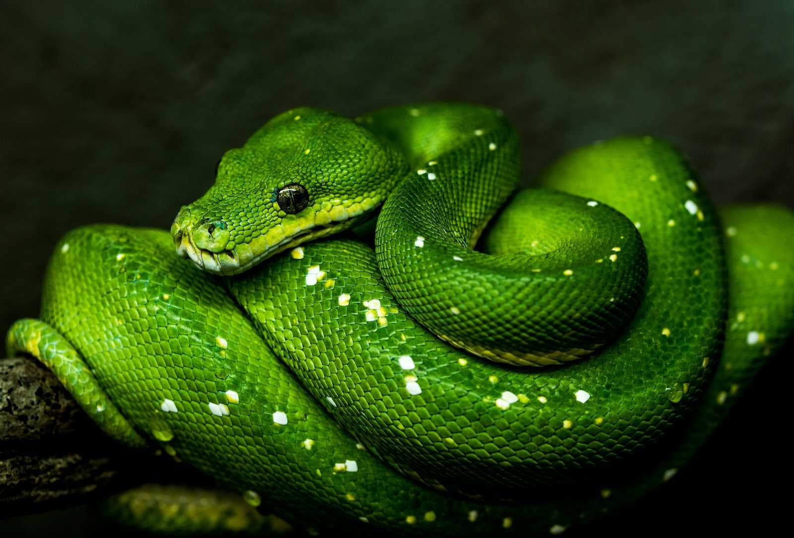 Understanding Dynamic Variable Allocation in Python